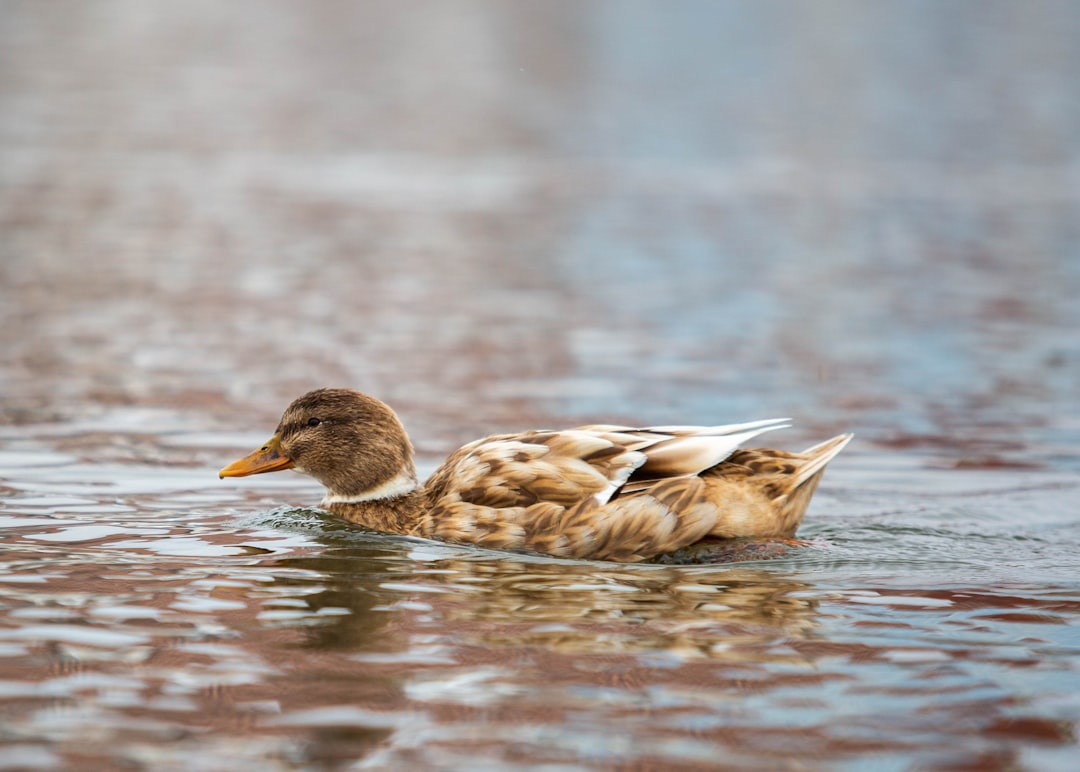 brown duck on water during daytime