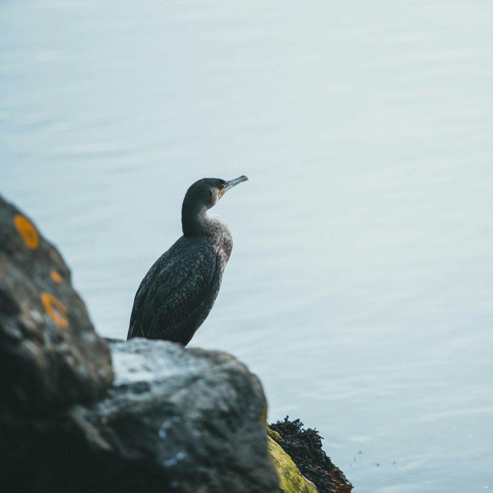 black bird on rock near body of water during daytime