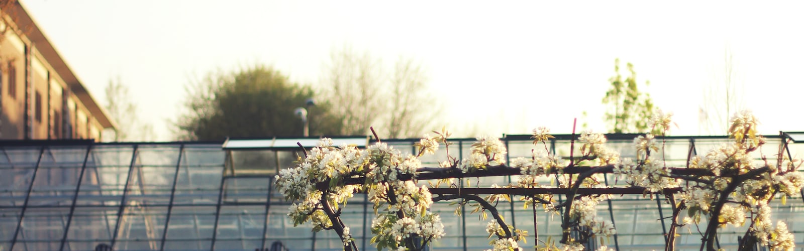 Netherlands | 77 best free rotterdam, pays-ba, flower and plant photos