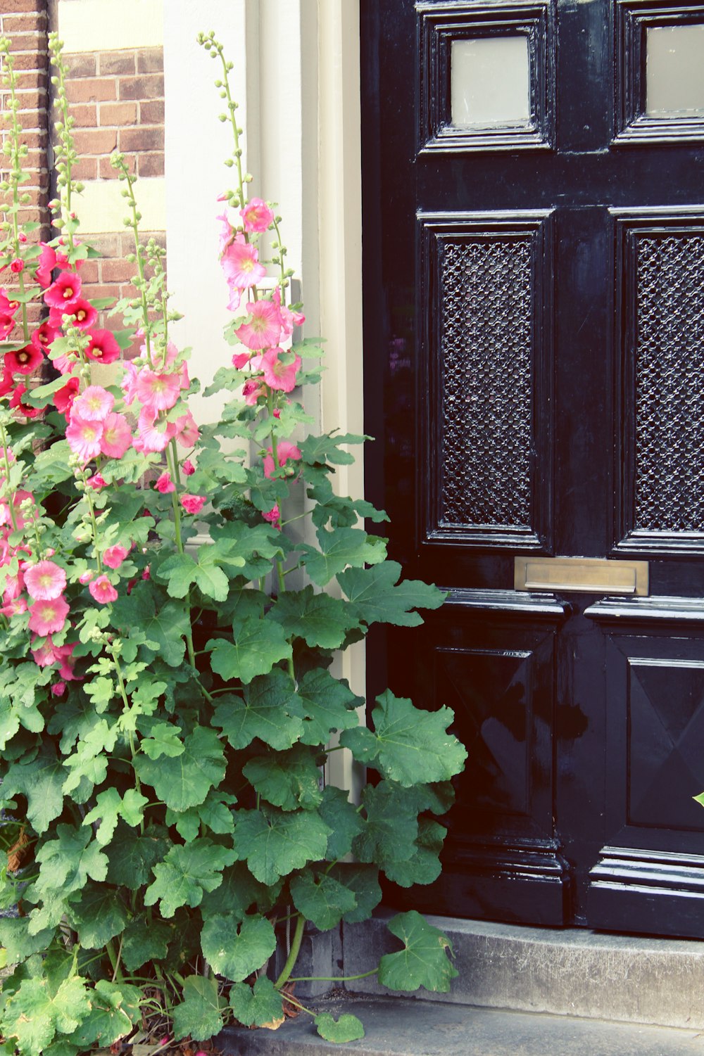 pink flowers with green leaves on black wooden door