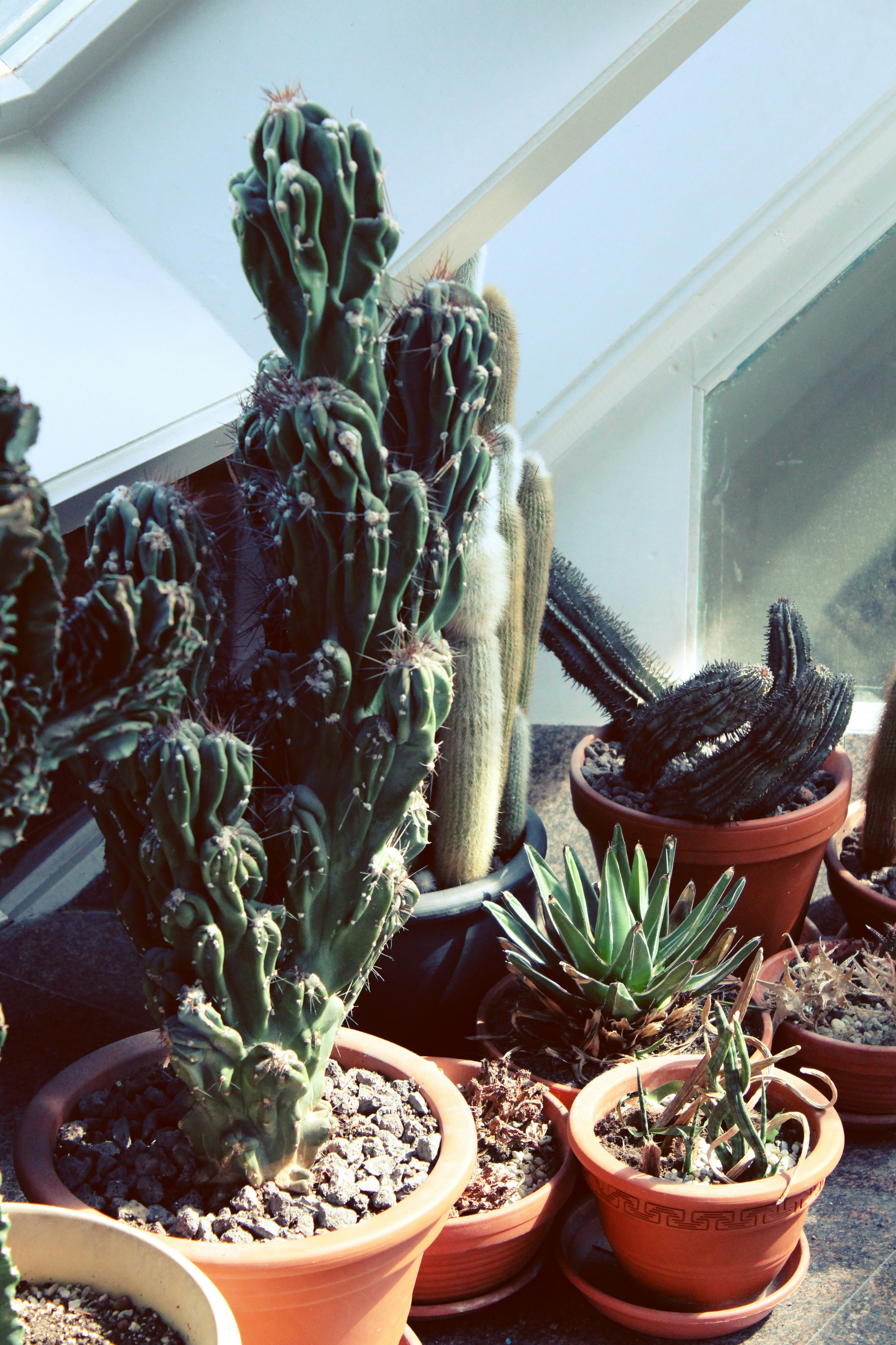 green cactus plant on brown clay pot