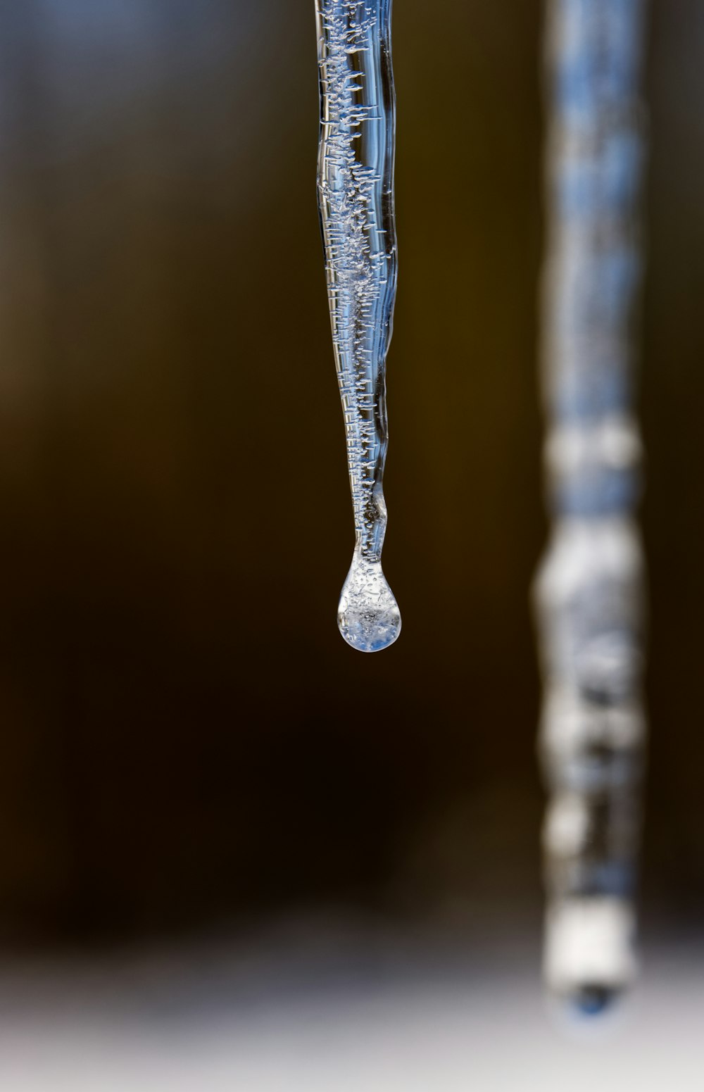 water droplets on brown stem