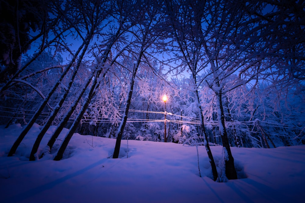 bare trees on snow covered ground during daytime