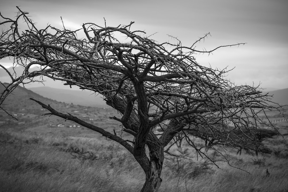 leafless tree on gray field