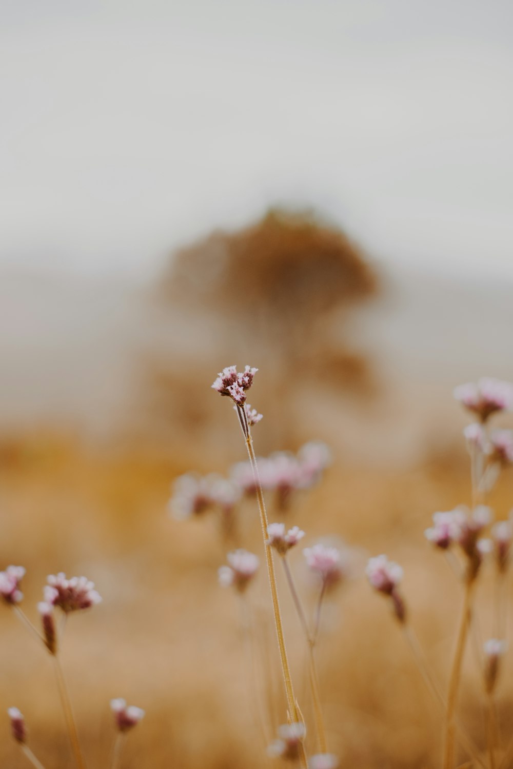 white and purple flower in tilt shift lens