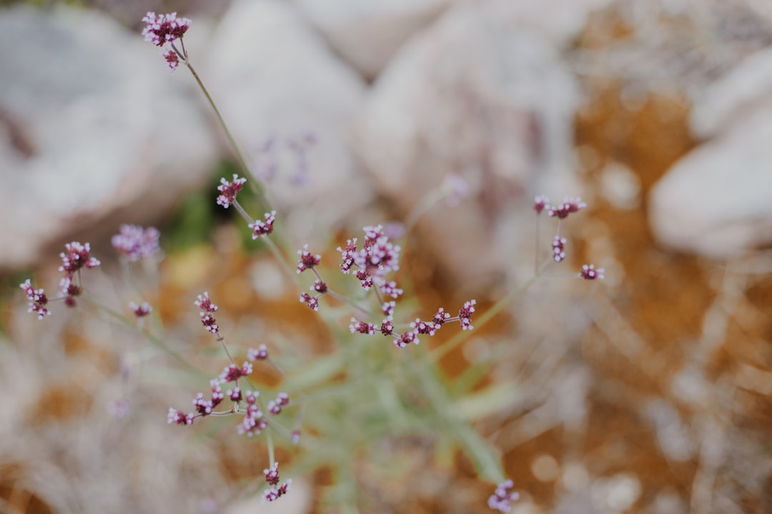 white and purple flowers in tilt shift lens