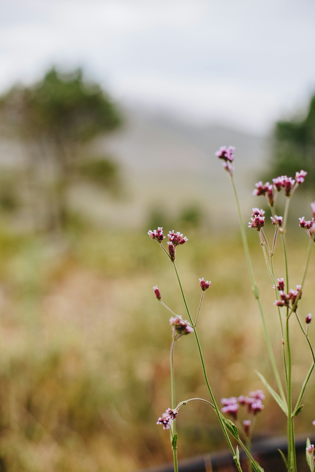 pink flower in tilt shift lens