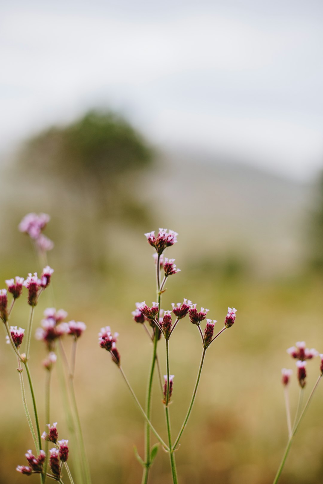 pink flowers in tilt shift lens