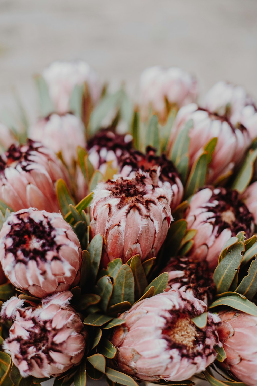 pink and green flower petals