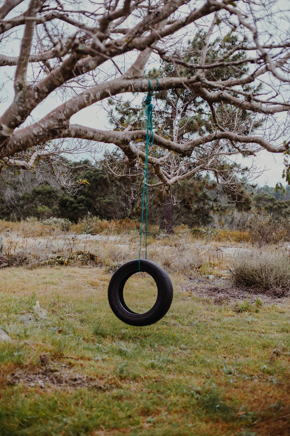Columpio de neumático negro colgado en un árbol marrón durante el día
