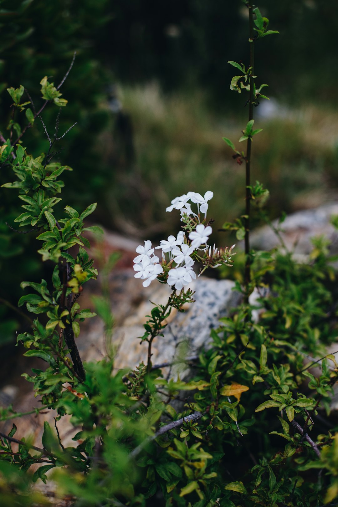 white flower with green leaves