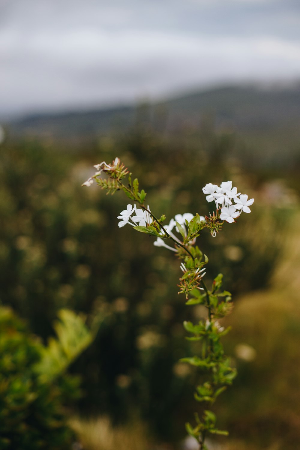 white flowers in tilt shift lens