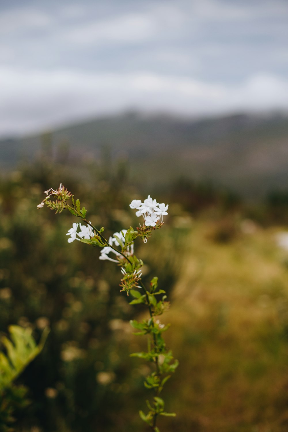 white flower in tilt shift lens