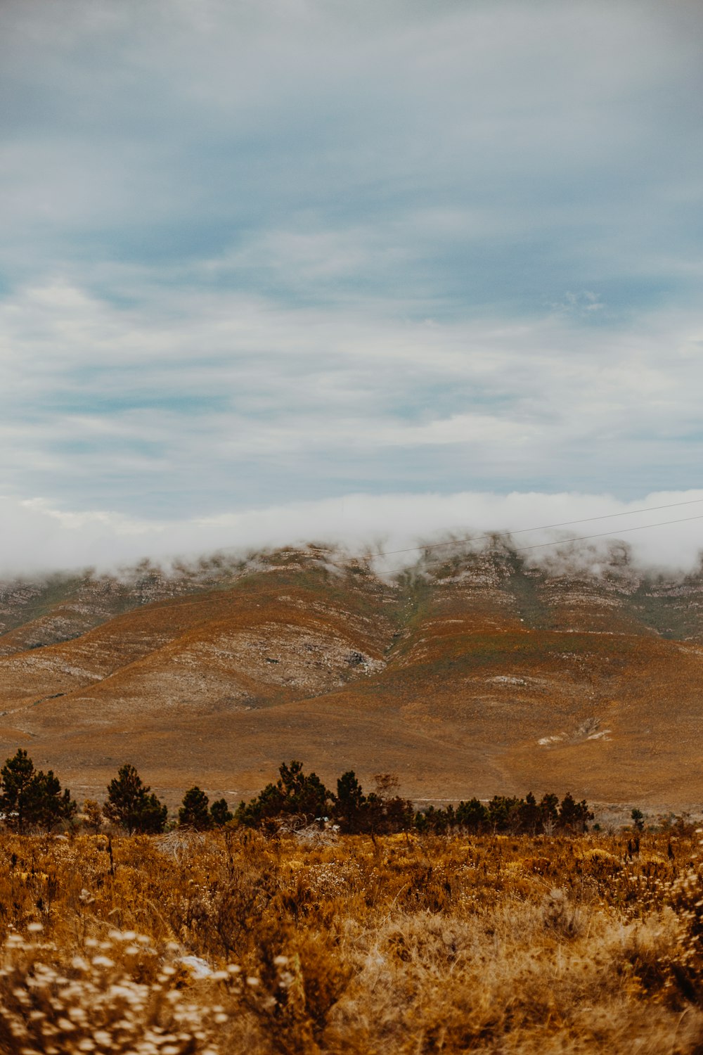 green trees on brown field under white clouds during daytime