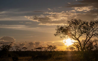 green trees under cloudy sky during sunset