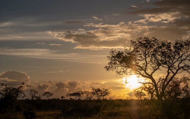 green trees under cloudy sky during sunset