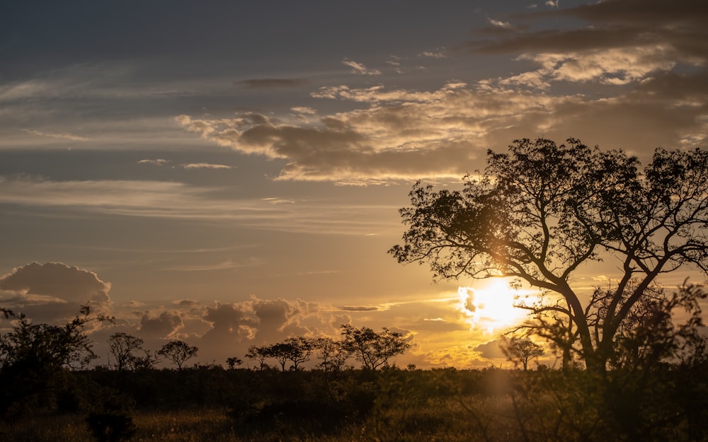 green trees under cloudy sky during sunset