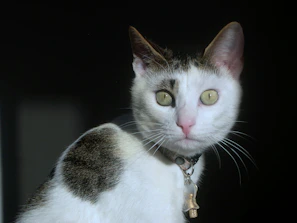 Close-up of a cat wearing a turquoise collar with a small heart charm, looking curiously at the camera.