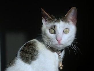 A white and black cat with a collar featuring a small metallic pendant looks directly at the camera. The cat's eyes are open wide, and its ears are perked up, suggesting attentiveness. The background is dark, providing contrast and making the cat's features more prominent.