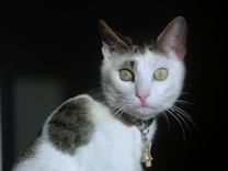 A white and black cat with a collar featuring a small metallic pendant looks directly at the camera. The cat's eyes are open wide, and its ears are perked up, suggesting attentiveness. The background is dark, providing contrast and making the cat's features more prominent.