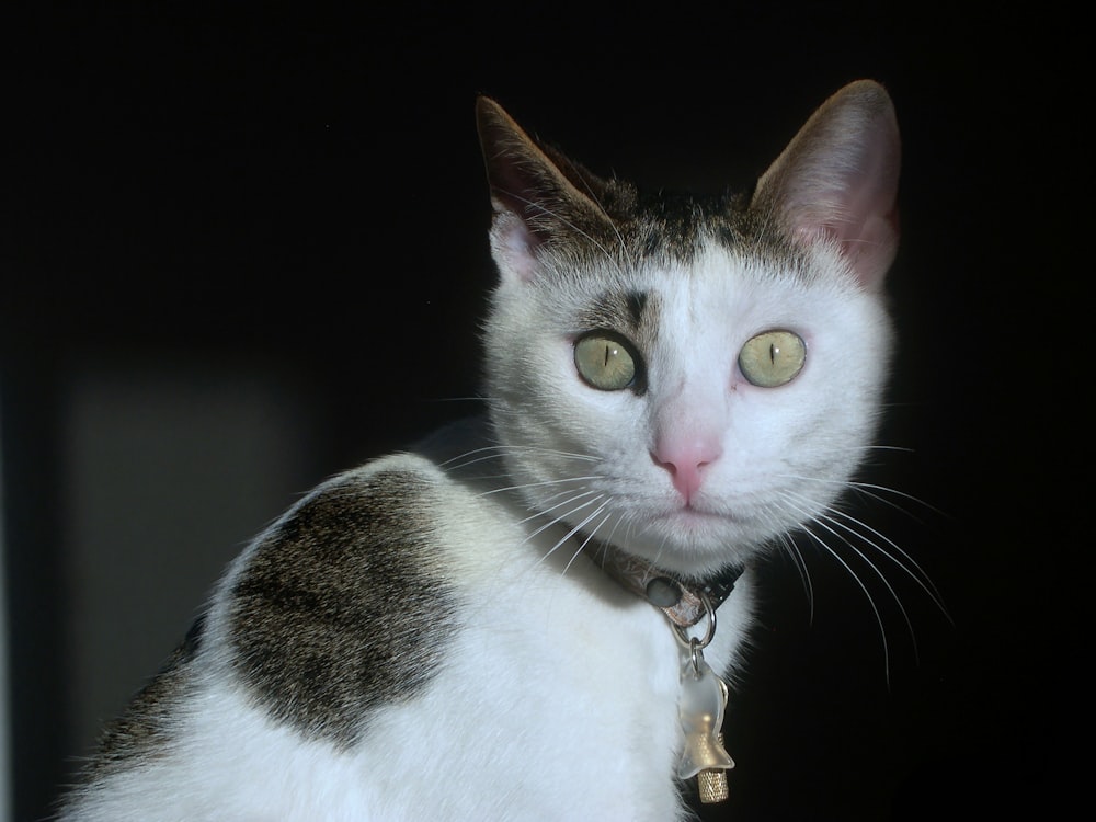 white and brown cat with brown collar