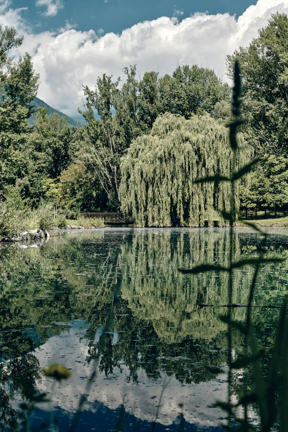 green trees beside river under blue sky during daytime