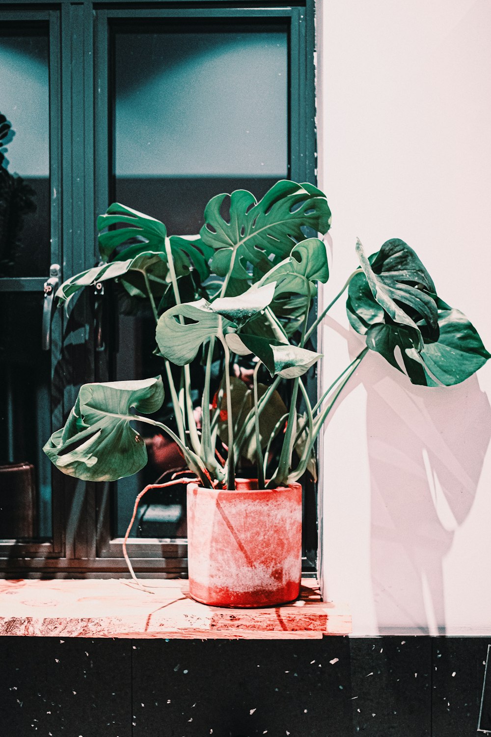 Planta verde en maceta roja