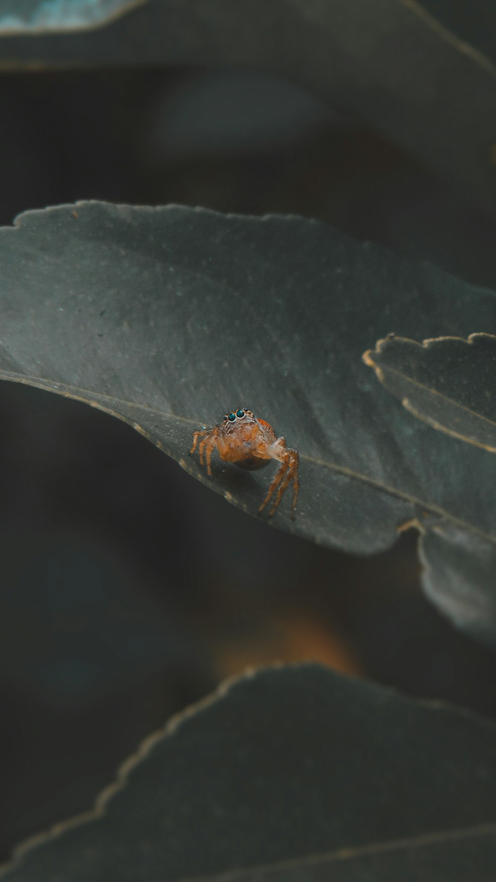 brown and black insect on green leaf