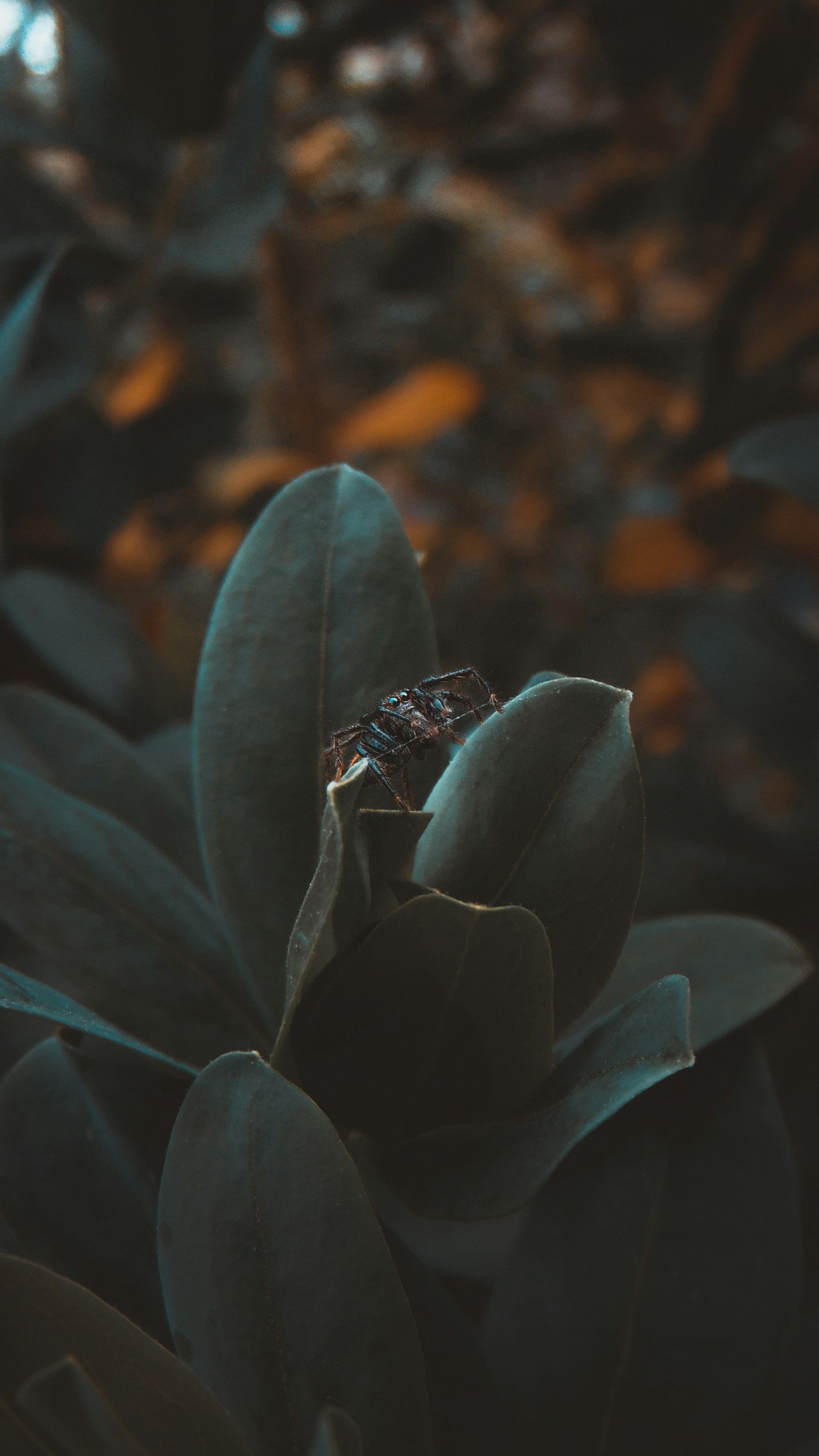 insetto nero e marrone su foglia verde