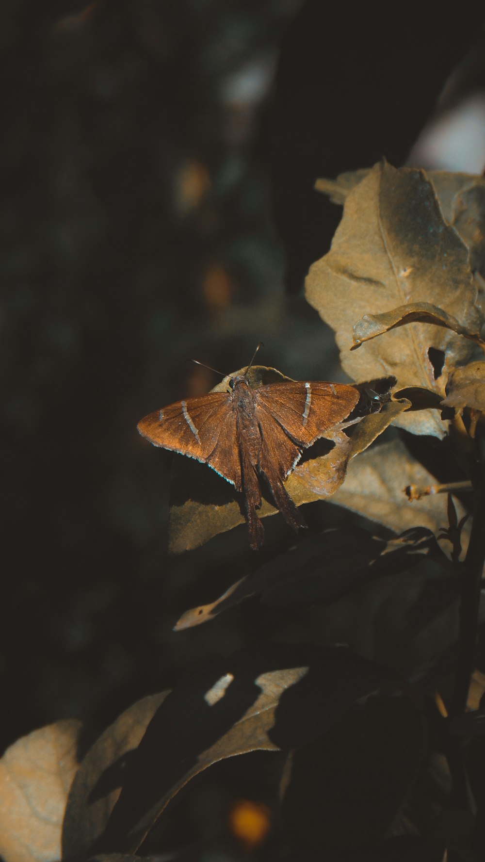 brown and black butterfly on brown dried leaf