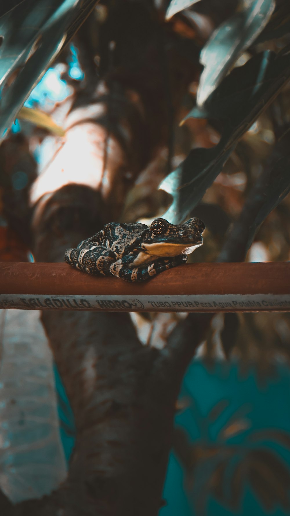 black and white frog on brown wooden fence