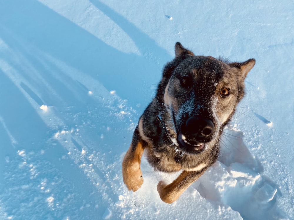 black and tan german shepherd on snow covered ground during daytime