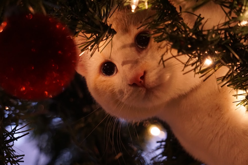 white cat on green tree