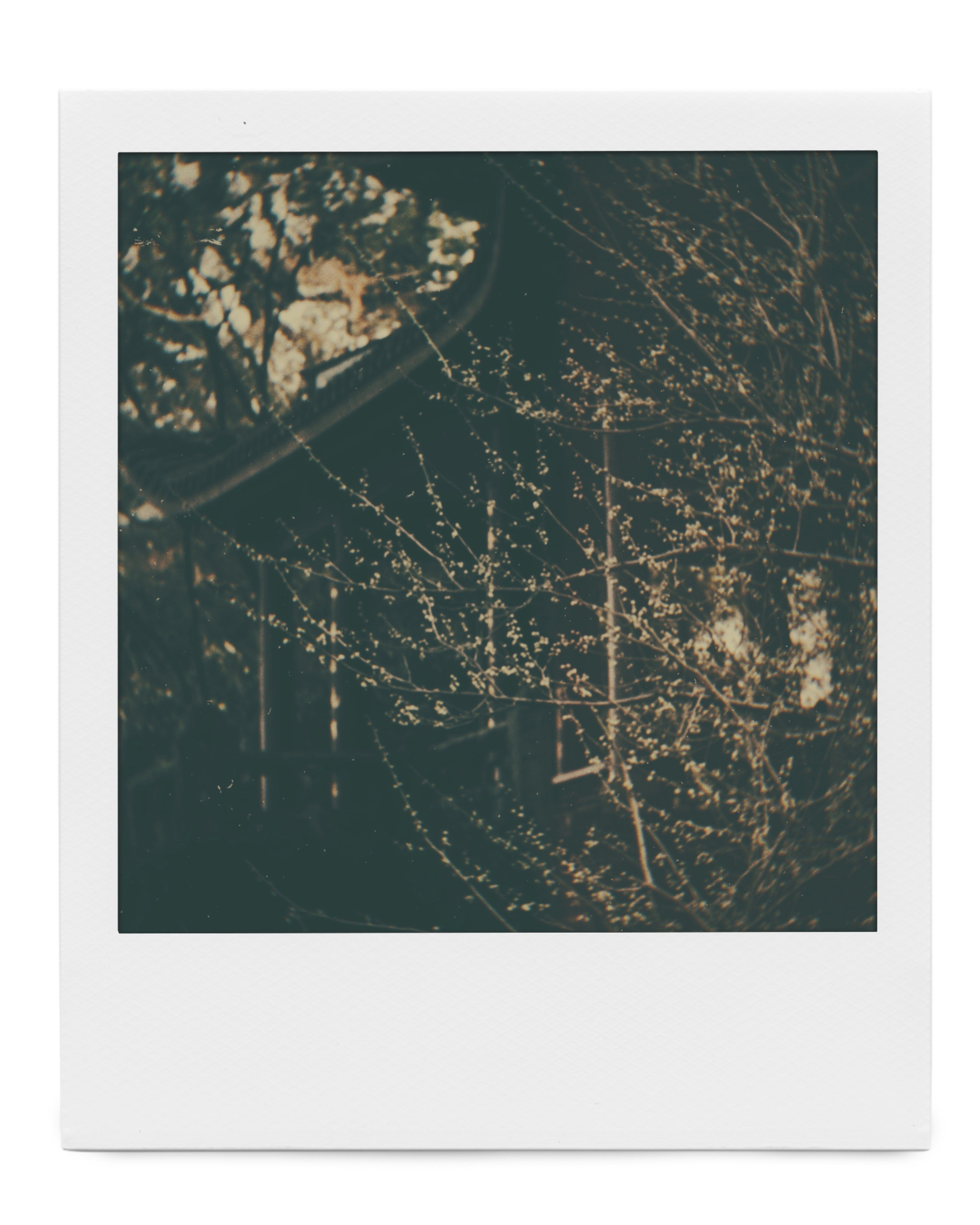 grayscale photo of tree branch