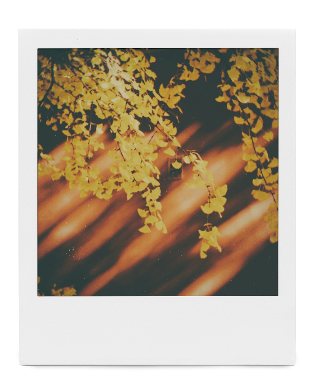 노란색과 갈색 단풍 나무 잎