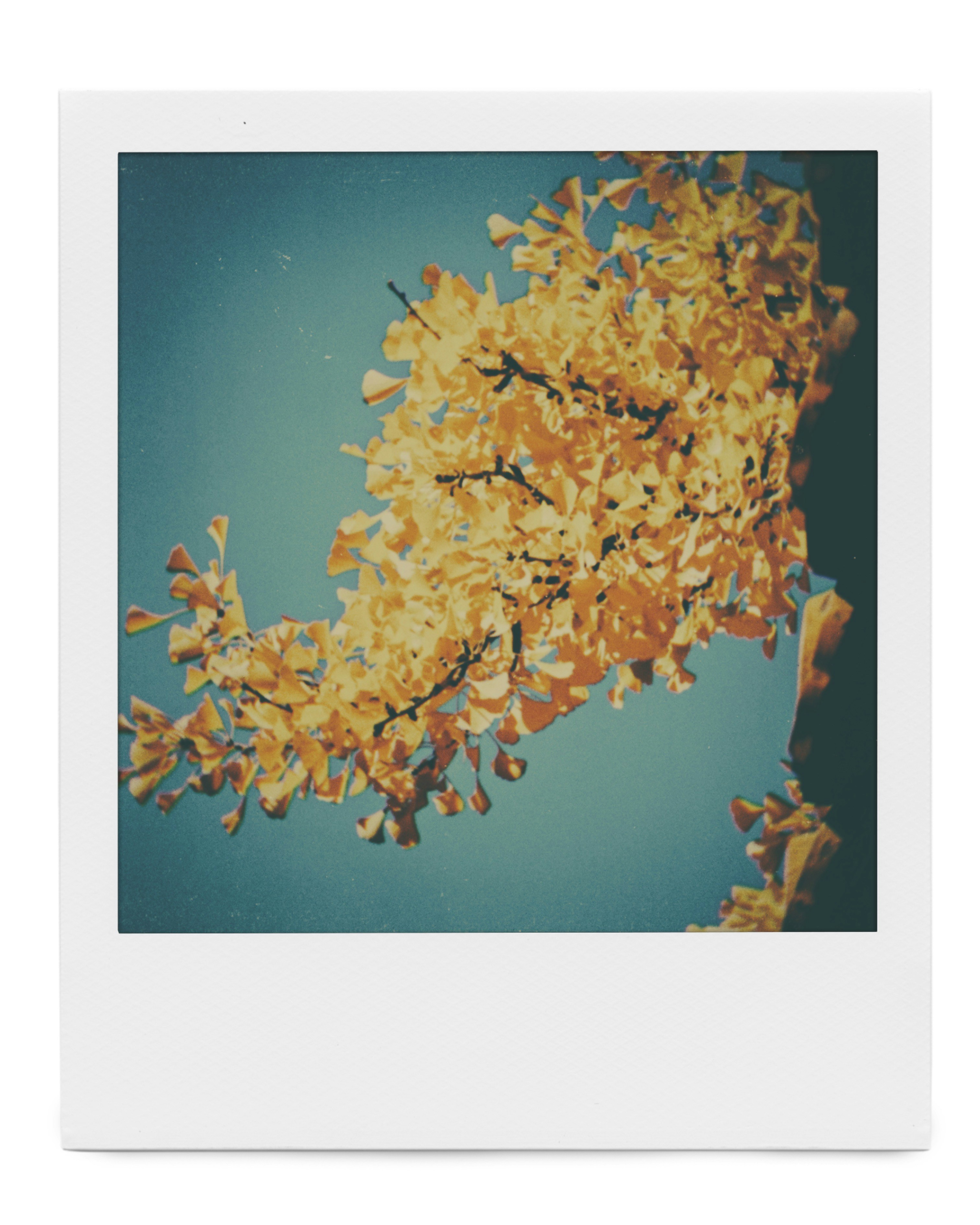 Photo by bestlifanna