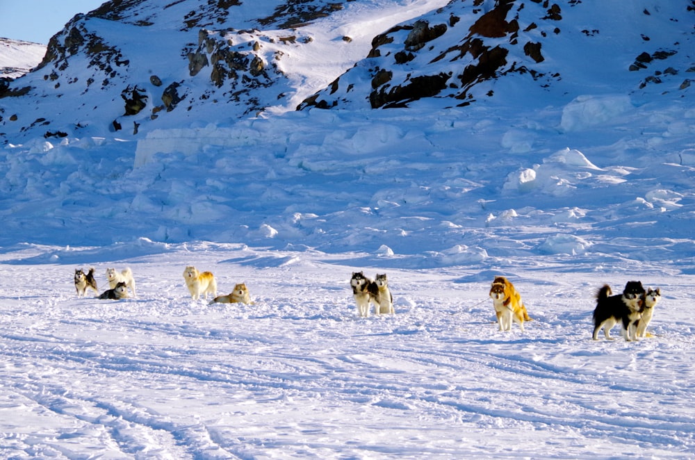 dogs on snow covered ground during daytime