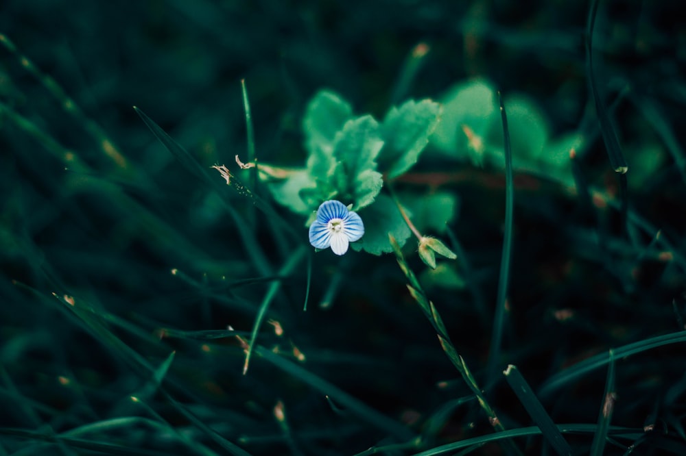 white flower in green leaves