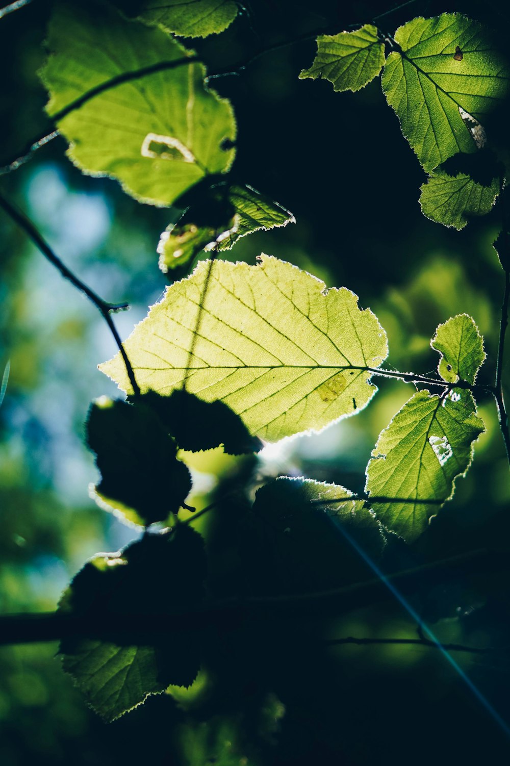 green leaf in tilt shift lens