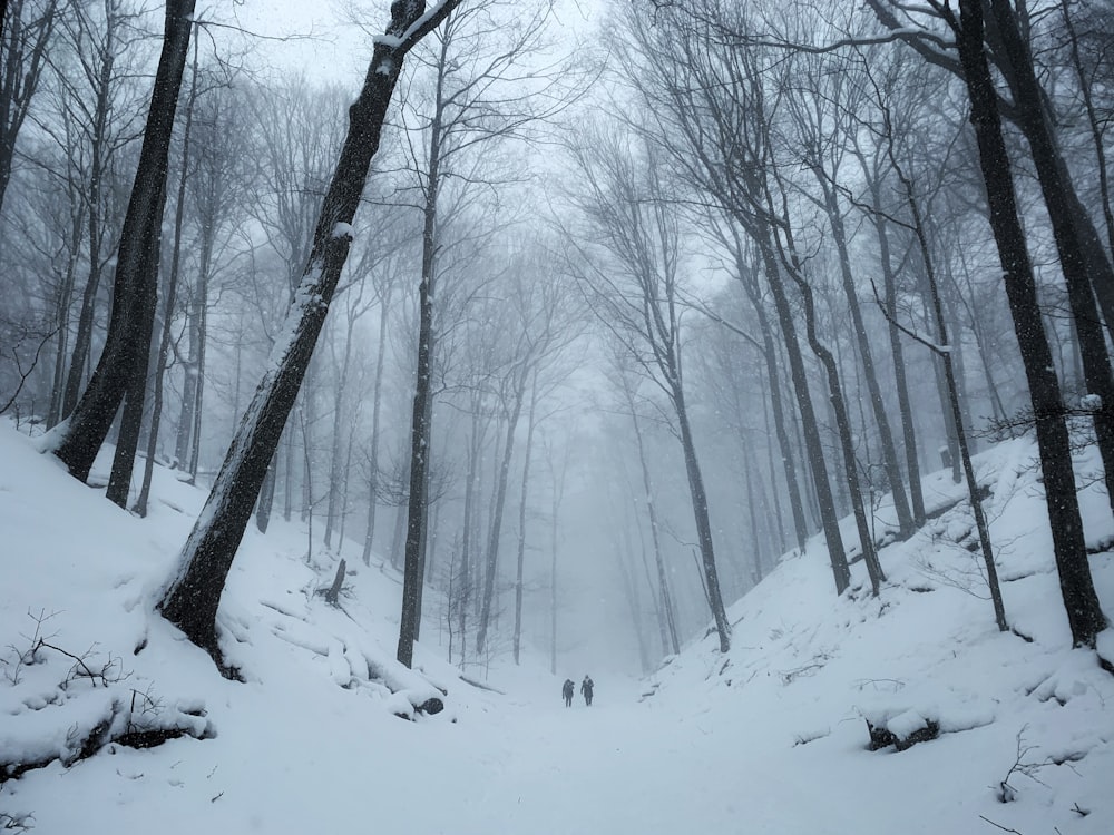 bare trees covered by snow during daytime