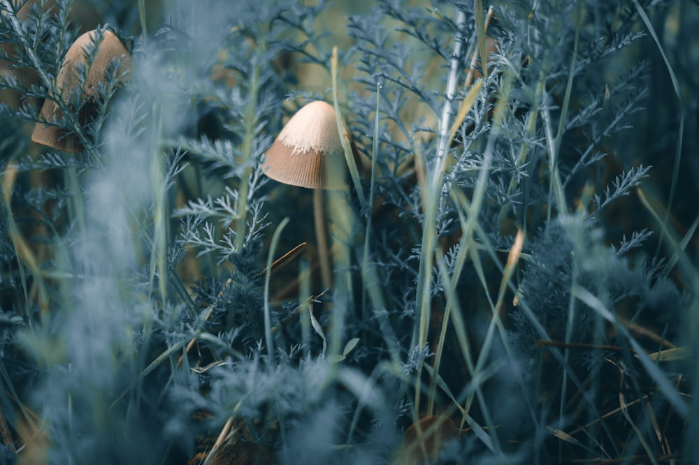 white mushroom on green grass during daytime