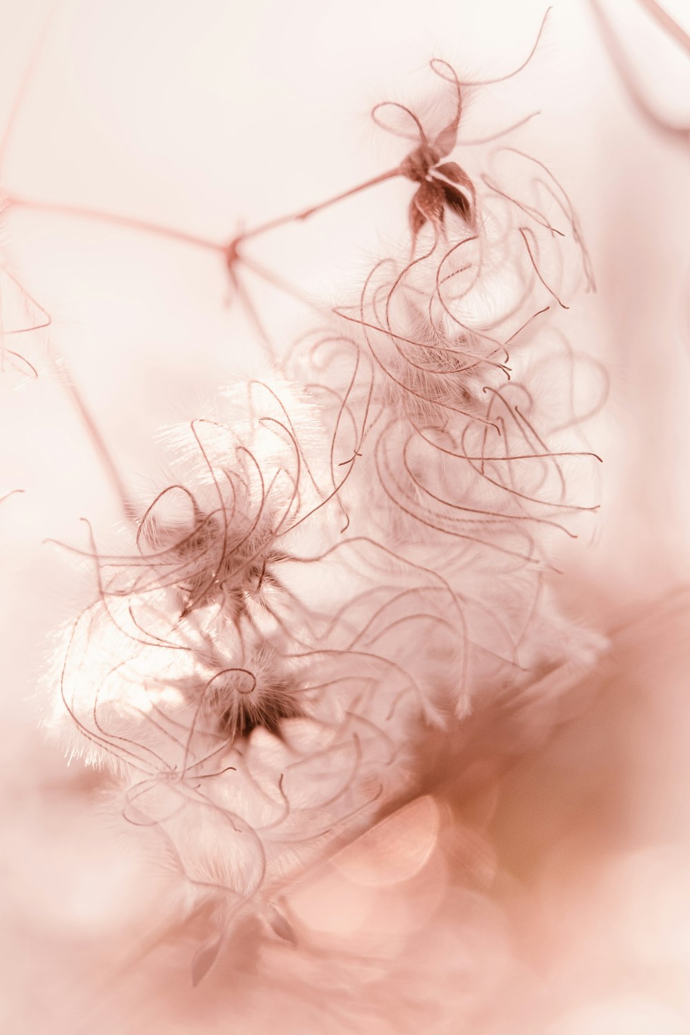 white dandelion flower in close up photography