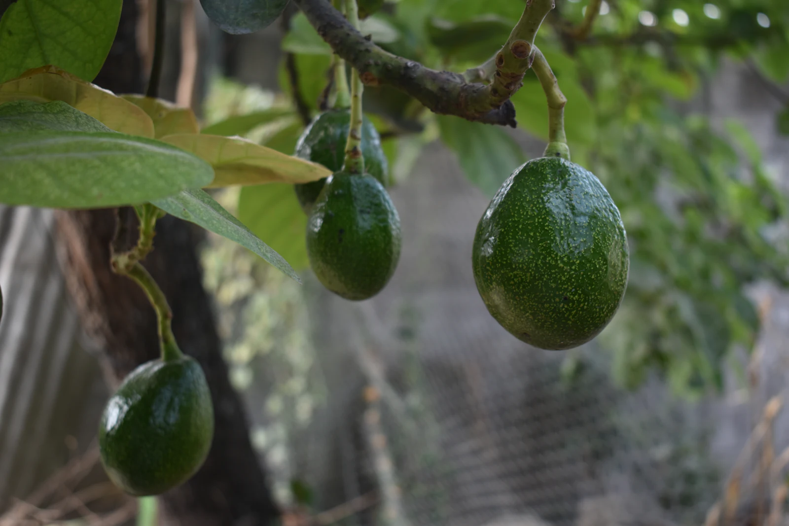 Avocados hanging on the tree