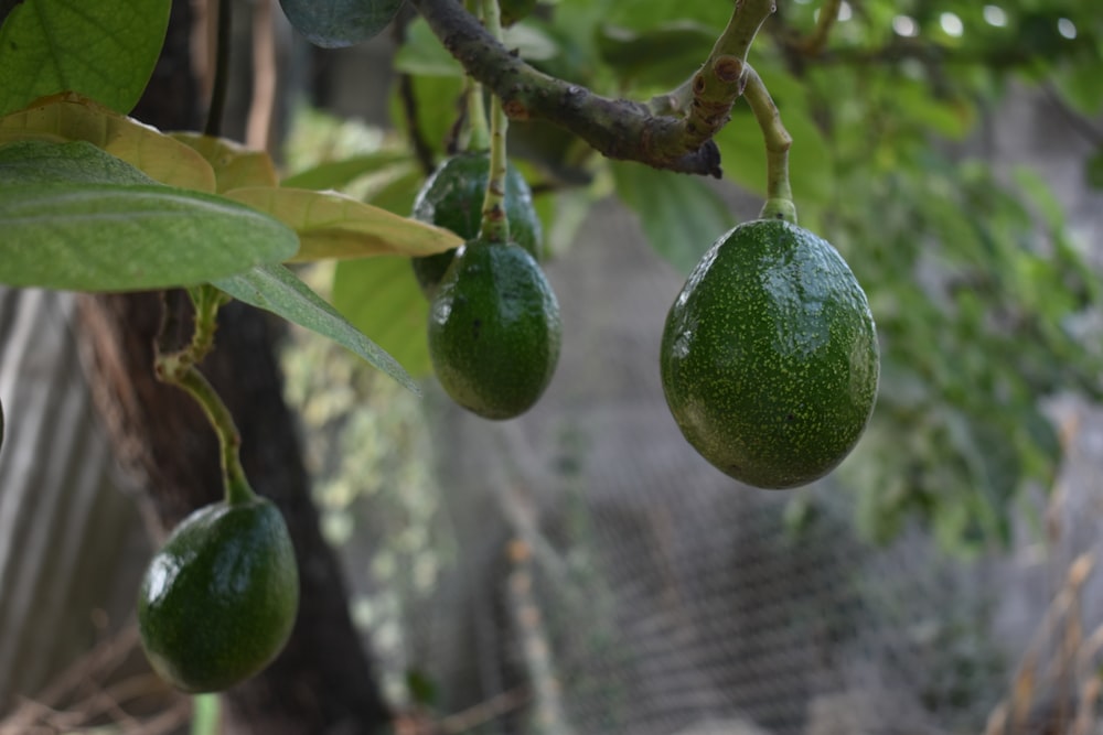 green fruit on tree branch during daytime, harvesting avocados
