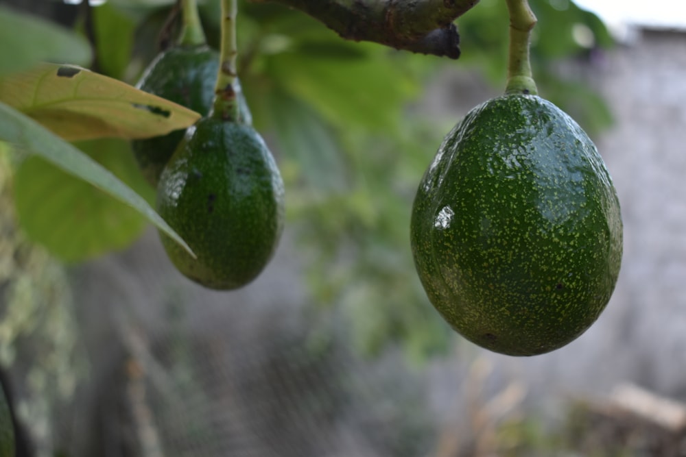 green oval fruit on tree branch during daytime