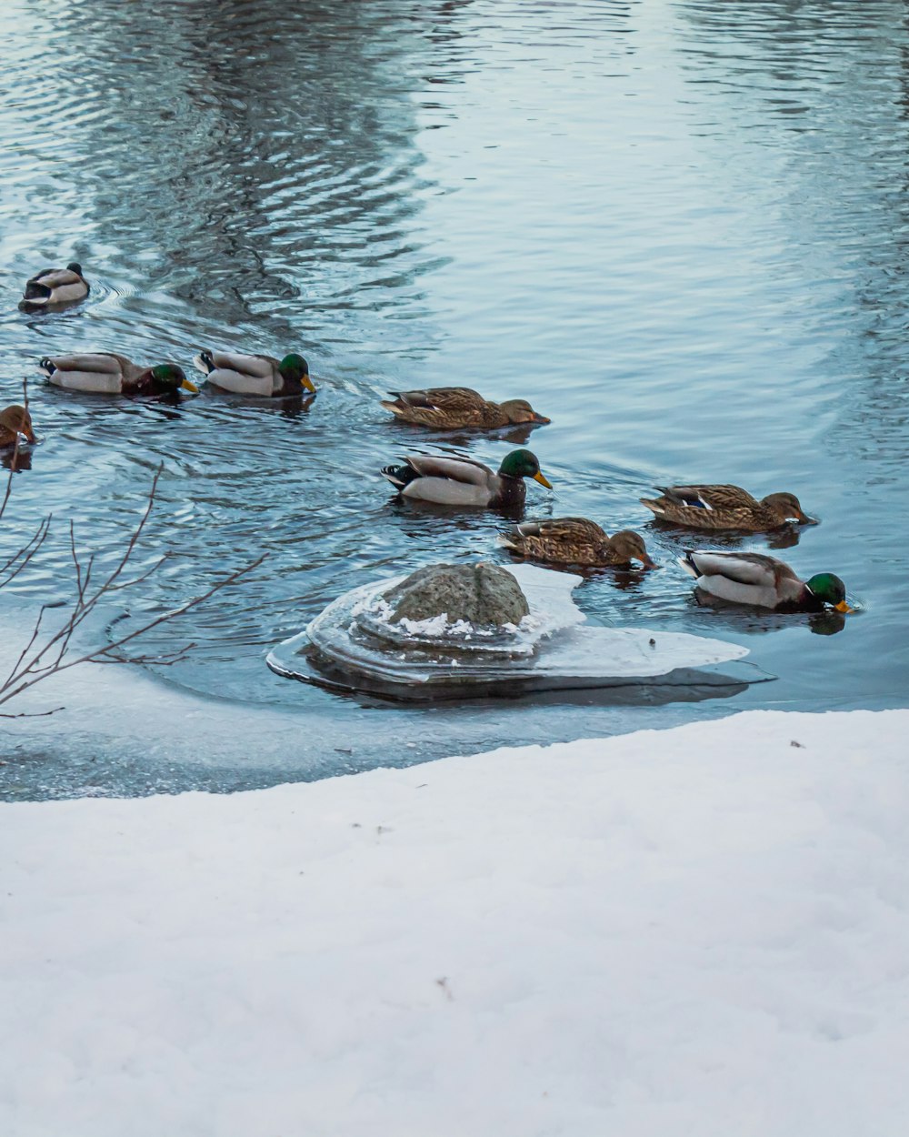 brown and black duck on snow covered ground during daytime