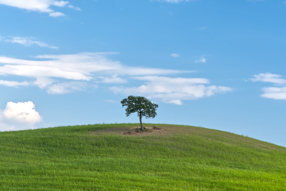 árbol verde en campo de hierba verde bajo cielo azul durante el día