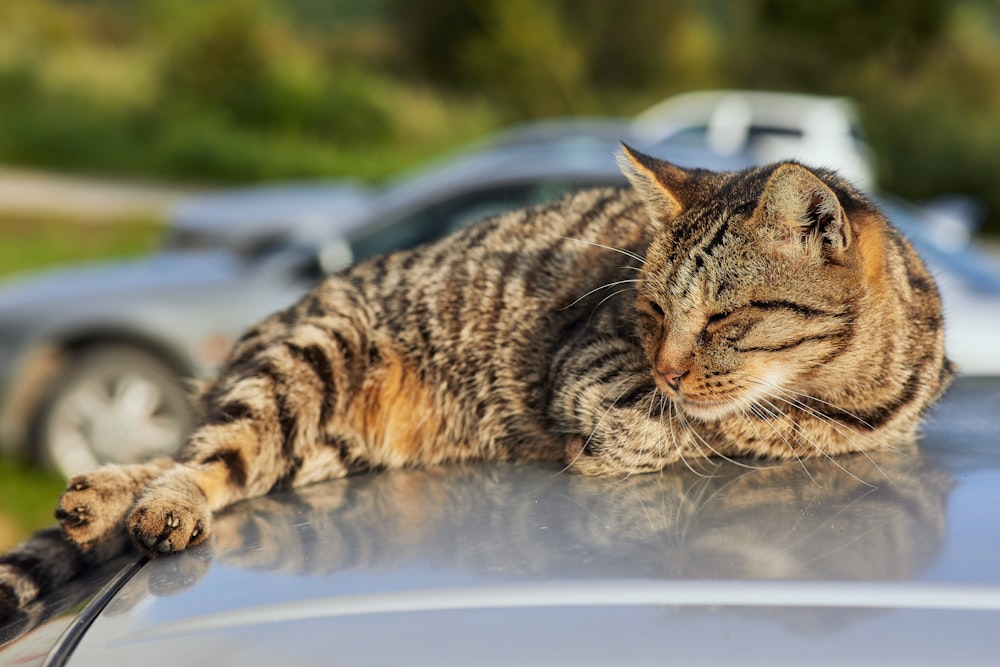 brown tabby cat on white table