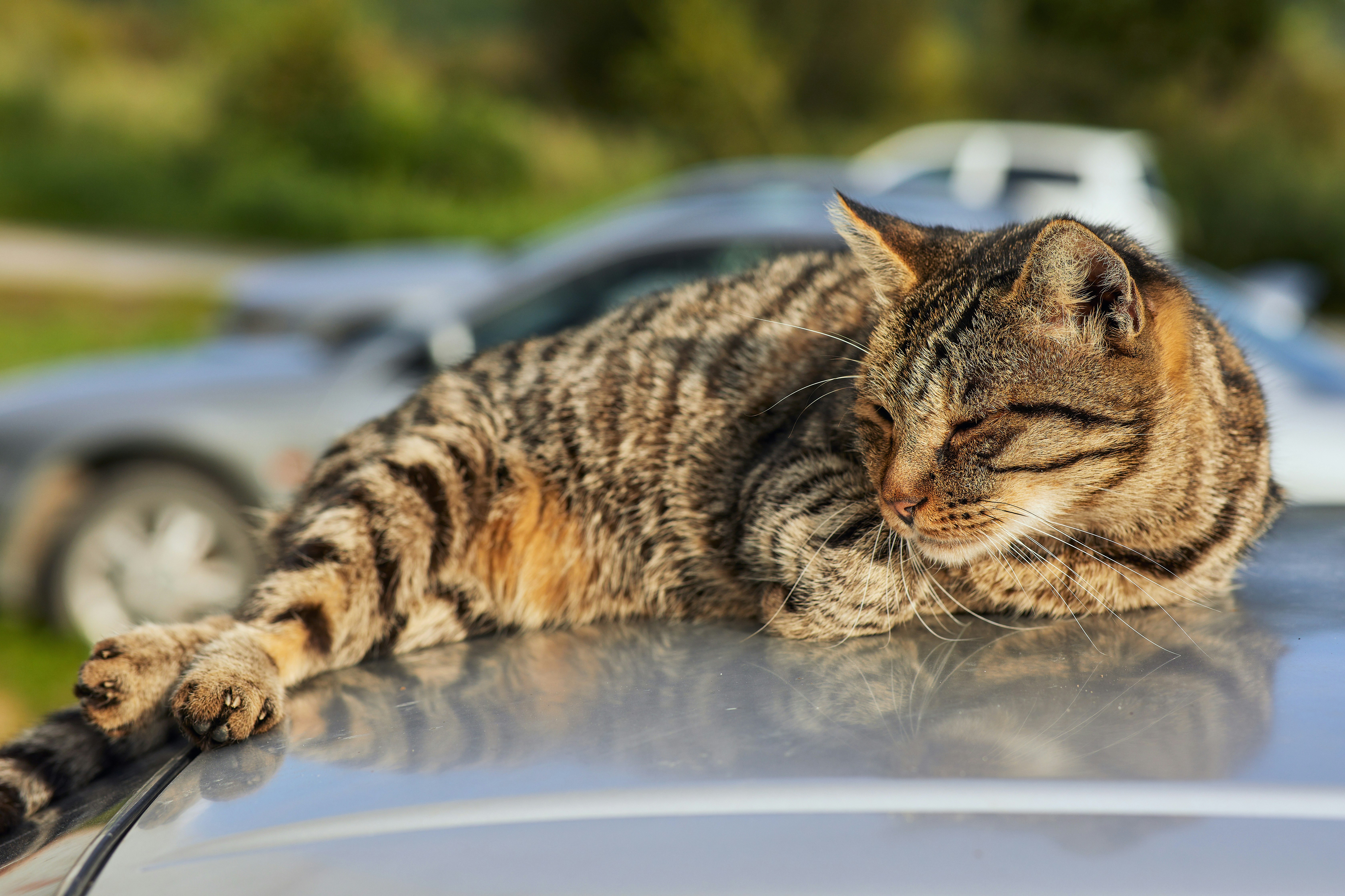 brown tabby cat on white table