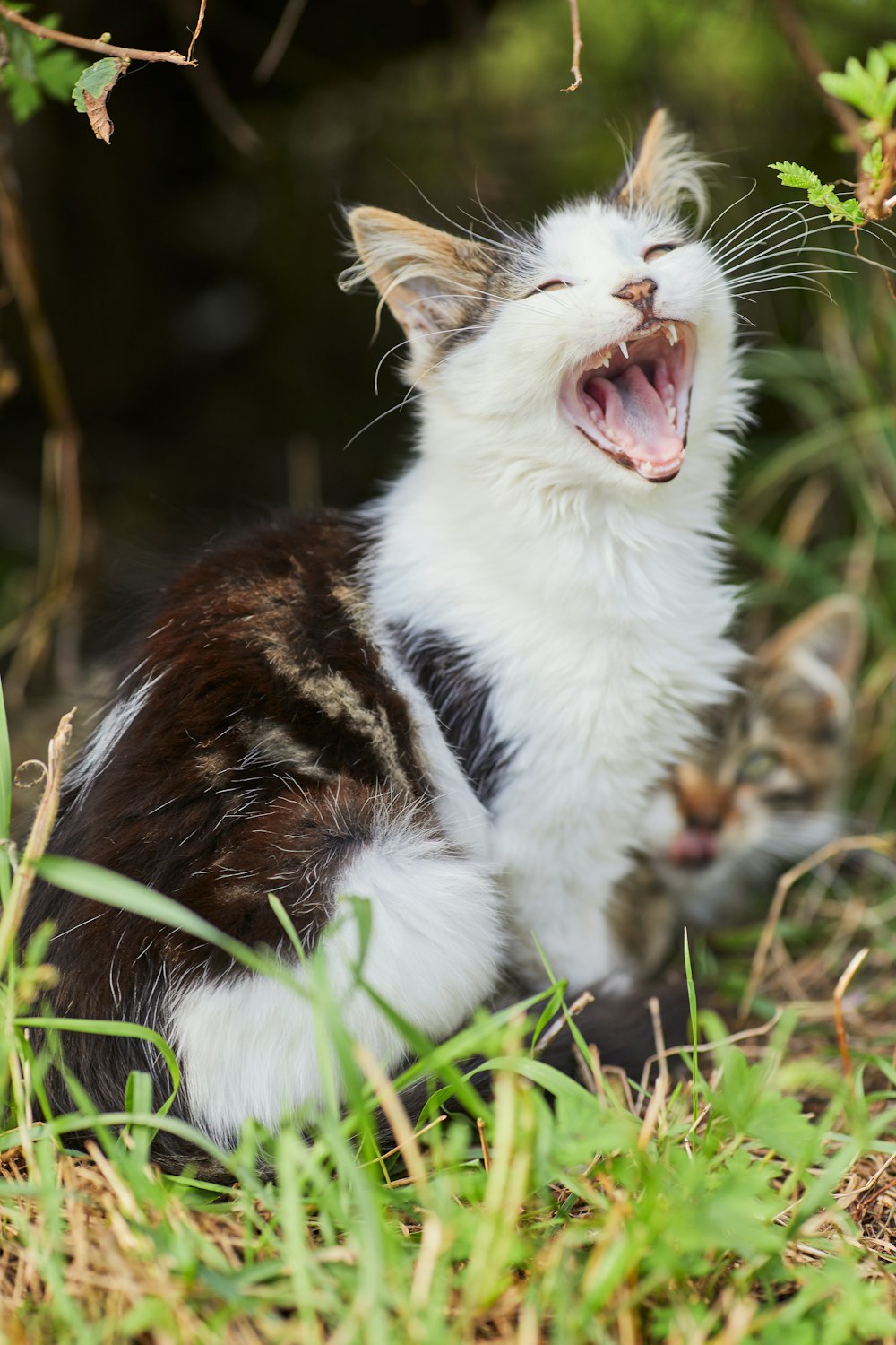 white and brown cat on green grass during daytime